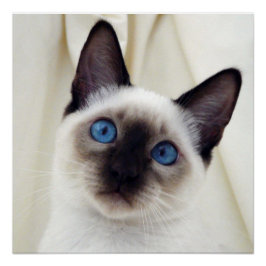 Mooi Chic Sweet Pet Siamese Kitten Cat Poster
