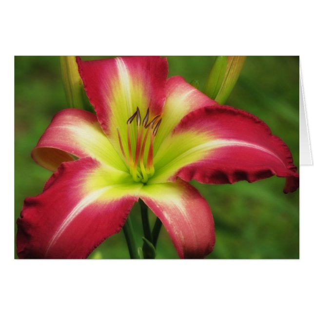 Mooi contrast - Daylily (Voorkant Horizontaal)