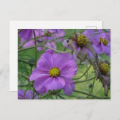 Mooi Cosmea Flowers DIY Briefkaart (Voorkant / Achterkant)