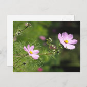 Mooi Cosmea Flowers Verticaal DIY Briefkaart (Voorkant / Achterkant)