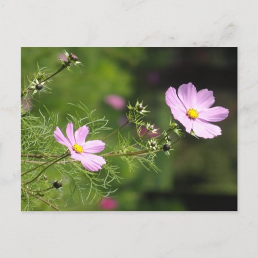 Mooi Cosmea Flowers Verticaal DIY Briefkaart (Voorkant)
