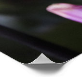 Mooi Dahlia Flower Poster (Hoek)