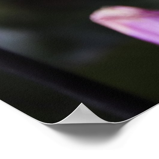 Mooi Dahlia Flower Poster (Hoek)