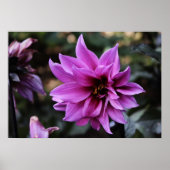Mooi Dahlia Flower Poster (Voorkant)
