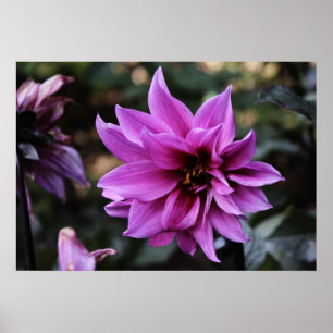 Mooi Dahlia Flower Poster