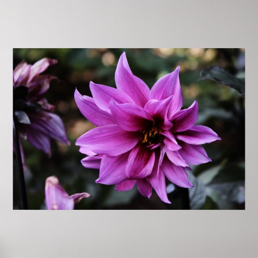 Mooi Dahlia Flower Poster (Voorkant)