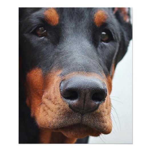 Mooi Doberman Pinscher Foto Afdruk (Voorkant)