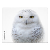 Mooi, drommelig en Serene Snowy Owl Foto Afdruk (Voorkant)
