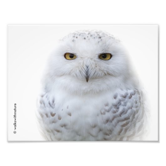Mooi, drommelig en Serene Snowy Owl Foto Afdruk (Voorkant)