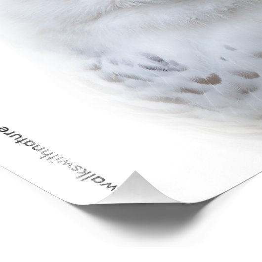 Mooi, drommelig en Serene Snowy Owl Foto Afdruk (Hoek)