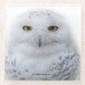 Mooi, drommelig en Serene Snowy Owl Glazen Onderzetter (Voorkant)