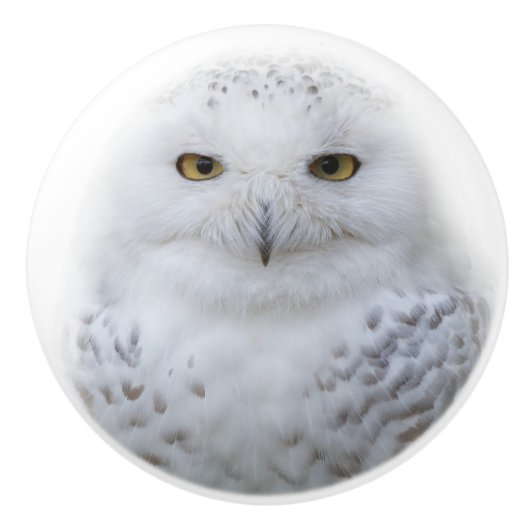 Mooi, drommelig en Serene Snowy Owl Keramische Knop (Voorkant)