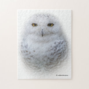 Mooi, drommelig en Serene Snowy Owl Legpuzzel