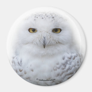 Mooi, drommelig en Serene Snowy Owl Magneet