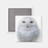 Mooi, drommelig en Serene Snowy Owl Magneet (Voorkant / Achterkant)
