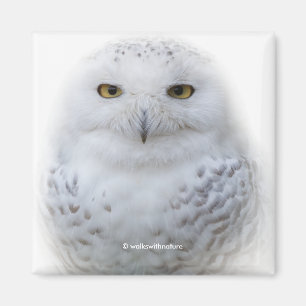 Mooi, drommelig en Serene Snowy Owl Magneet