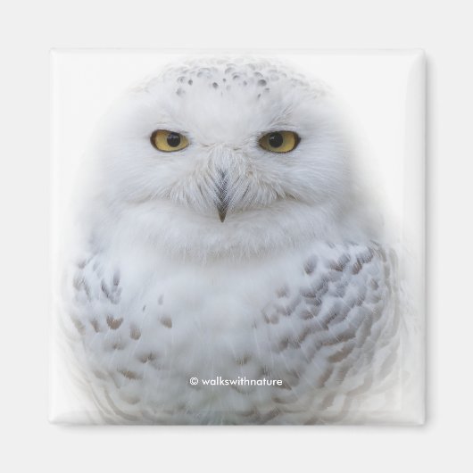 Mooi, drommelig en Serene Snowy Owl Magneet (Voorkant)