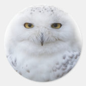 Mooi, drommelig en Serene Snowy Owl Ronde Sticker (Voorkant)