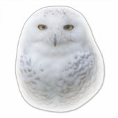 Mooi, drommelig en Serene Snowy Owl Sticker (Voorkant)