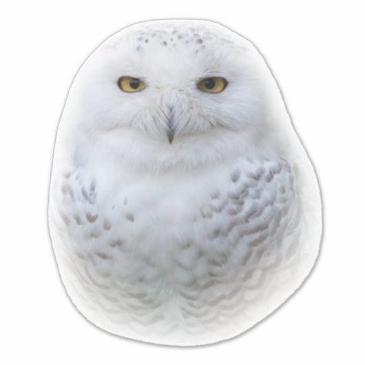 Mooi, drommelig en Serene Snowy Owl Sticker (Voorkant)