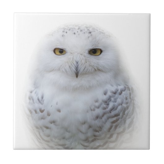 Mooi, drommelig en Serene Snowy Owl Tegeltje (Voorkant)