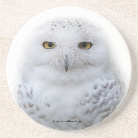 Mooi, drommelig en Serene Snowy Owl Zandsteen Onderzetter (Voorkant)