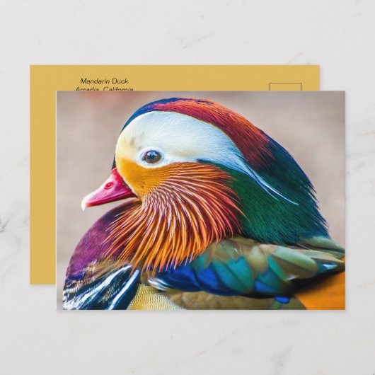 Mooi Duck Portret Briefkaart (Voorkant / Achterkant)