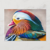 Mooi Duck Portret Briefkaart (Voorkant)