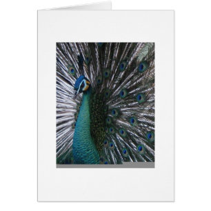 Mooi en gezellig palding Peacock
