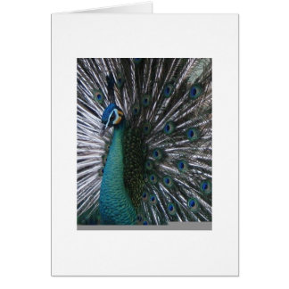 Mooi en gezellig palding Peacock