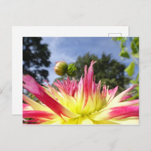 Mooi Geel Roze Dahlia DIY Briefkaart (Voorkant / Achterkant)