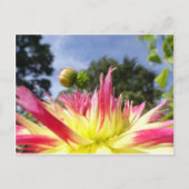 Mooi Geel Roze Dahlia DIY Briefkaart (Voorkant)