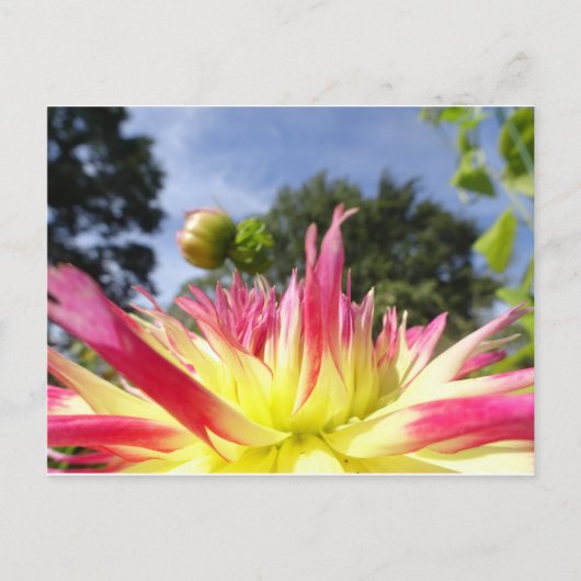 Mooi Geel Roze Dahlia DIY Briefkaart (Voorkant)