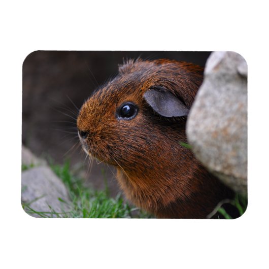 Mooi, glad, Gold Agouti Guinee Pig Magneet (Horizontaal)