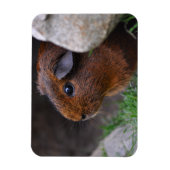Mooi, glad, Gold Agouti Guinee Pig Magneet (Verticaal)