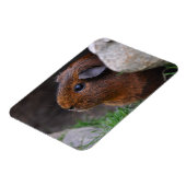 Mooi, glad, Gold Agouti Guinee Pig Magneet (Linkerzijde)