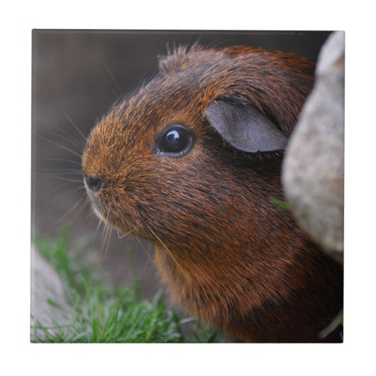 Mooi glad, Gold Agouti Guinee Pig Tegeltje (Voorkant)