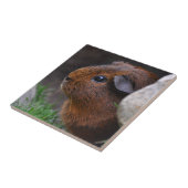 Mooi glad, Gold Agouti Guinee Pig Tegeltje (Zijkant)