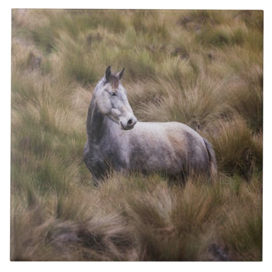 Mooi grijs gekleurd paard tegeltje (Voorkant)