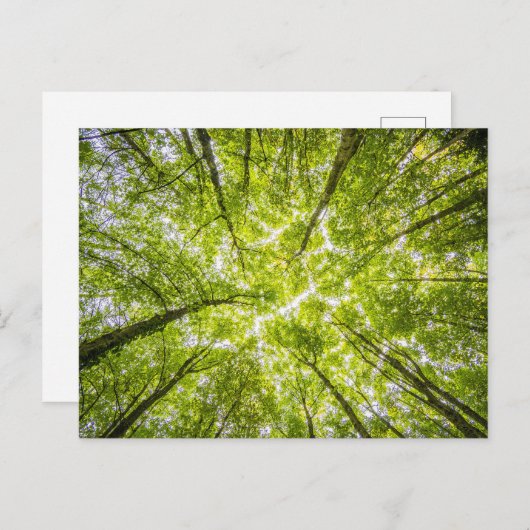 Mooi groen bos briefkaart (Voorkant / Achterkant)