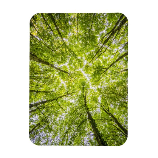 Mooi groen bos magneet (Verticaal)