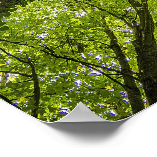 Mooi groen bos poster (Hoek)