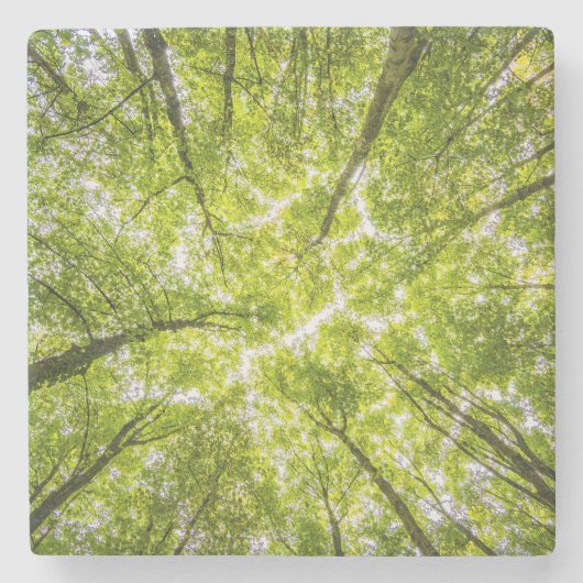 Mooi groen bos stenen onderzetter (Voorkant)
