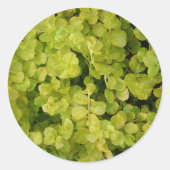 Mooi groen gebladerte ronde sticker (Voorkant)