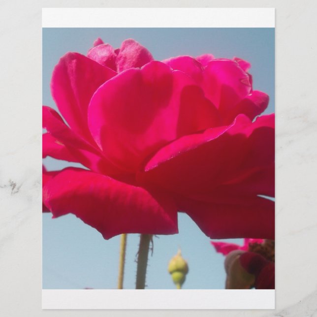 Mooi hemels Roos rood tegen blauw (Voorkant)