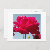 Mooi hemels Roos rood tegen blauw Briefkaart (Voorkant / Achterkant)