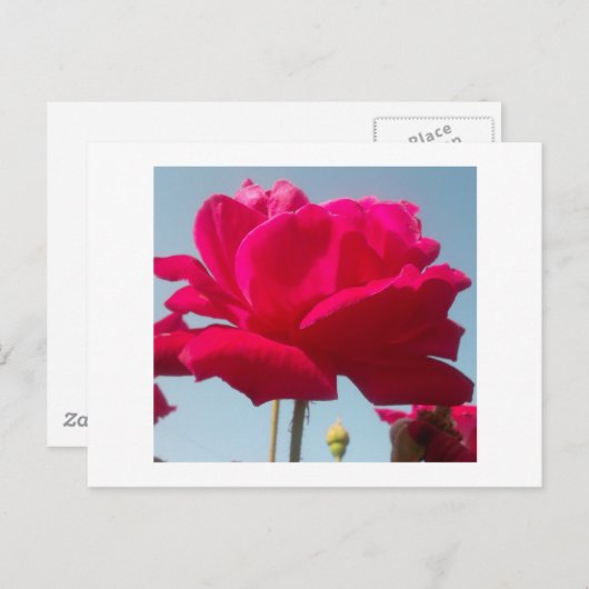 Mooi hemels Roos rood tegen blauw Briefkaart (Voorkant / Achterkant)