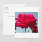 Mooi hemels Roos rood tegen blauw Briefkaart (Voorkant / Achterkant)