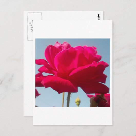 Mooi hemels Roos rood tegen blauw Briefkaart (Voorkant / Achterkant)