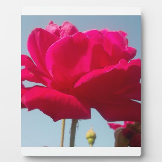 Mooi hemels Roos rood tegen blauw Fotoplaat (Voorkant)